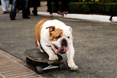 Honey why did you teach our dog ride a skate board ?  <a href="/CrazedSymbiote/">Eddie Brock</a>