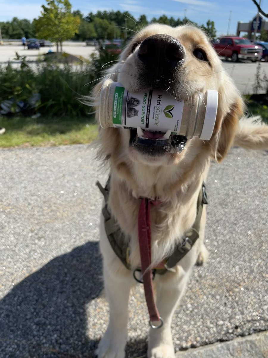 CLGardner19's tweet photo. There are a lot of teeth to keep clean in my pack. I love that VetriScience Perio Support powder is such an easy and effective way to keep smiles bright and breath smelling fresh for Doug and all my Service Dogs in Training.
https://t.co/kysiE90Igp
#vetriscience #sponsored https://t.co/YnOuJ3hsaO