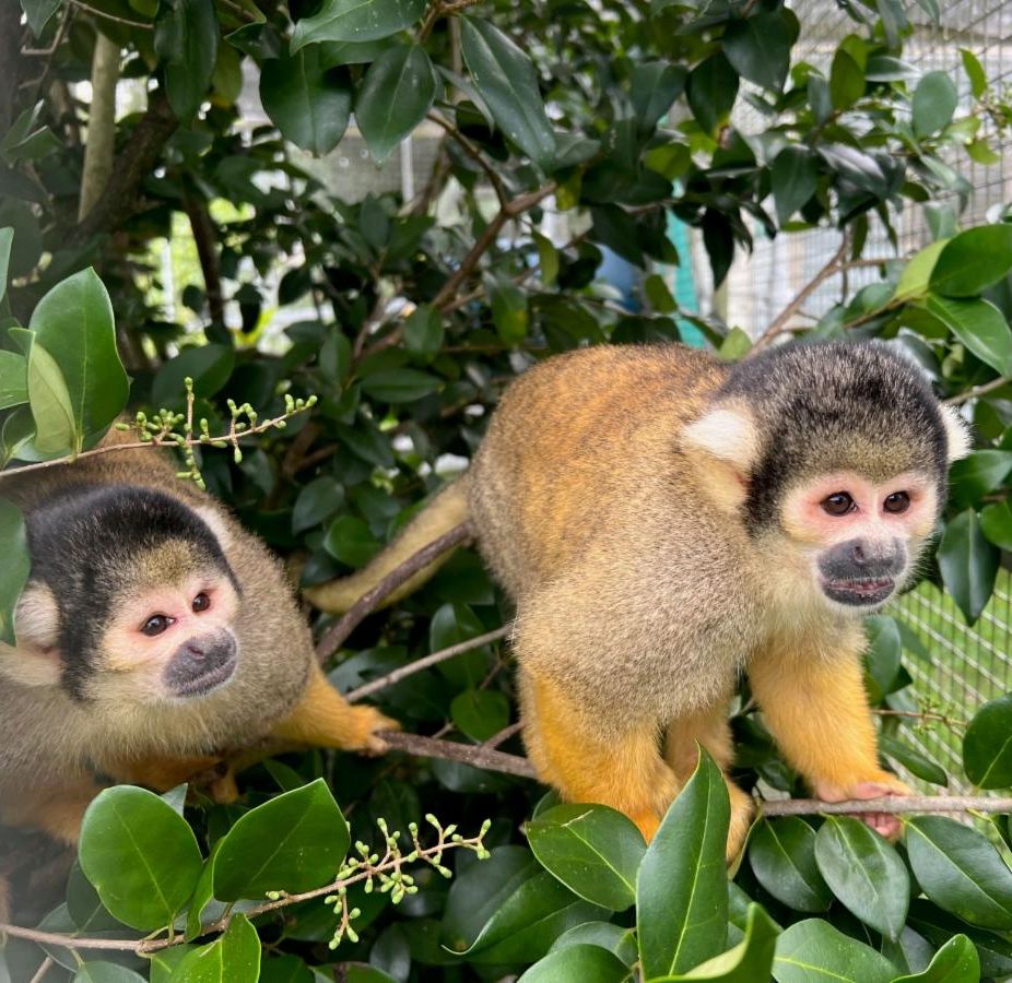 JungleFriends's tweet photo. https://t.co/0VvDBXhlIU https://t.co/TetplvnbBi
