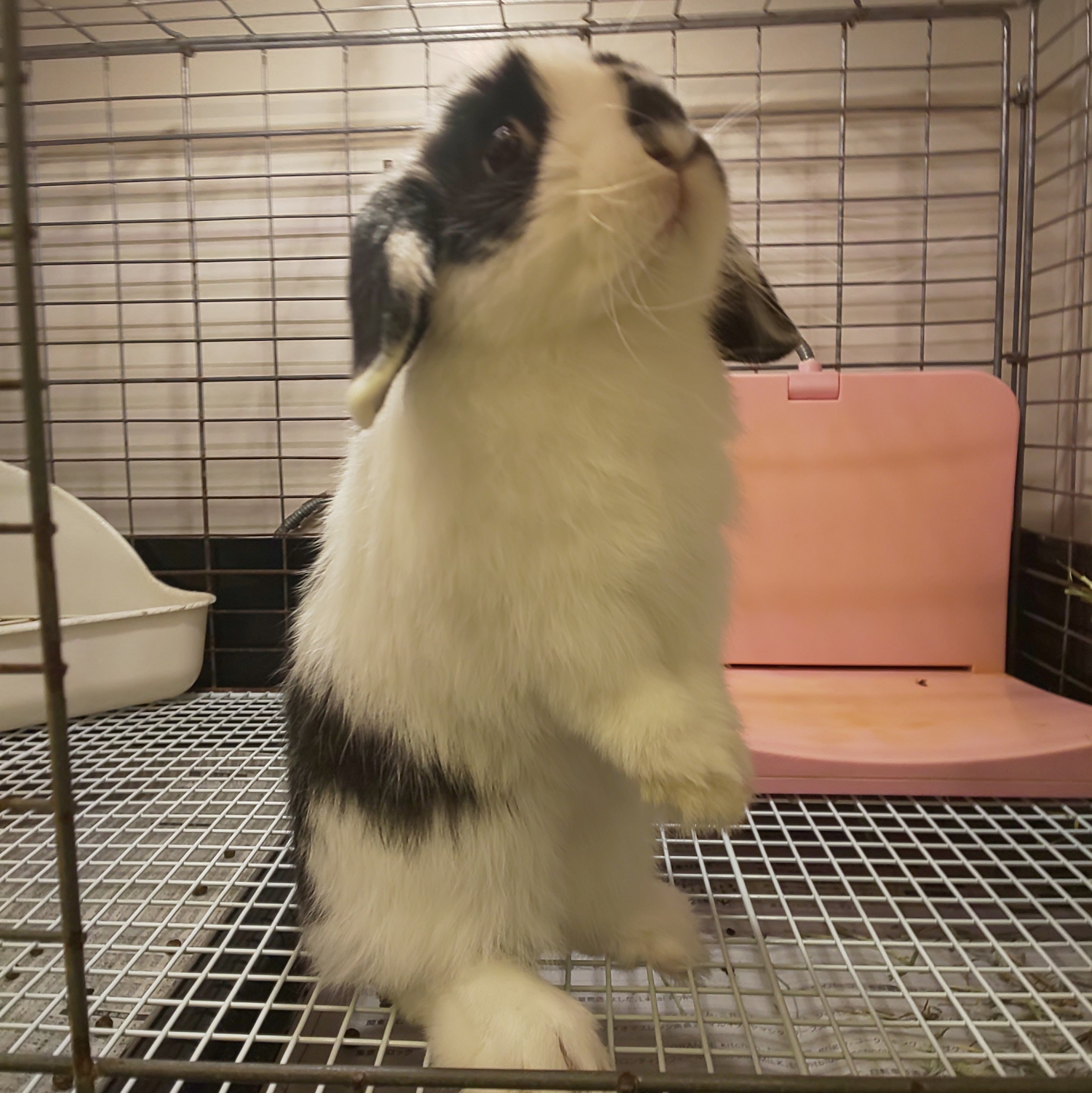 さかな子 うさぎチャンネル Sakanahonpo 1 Twitter