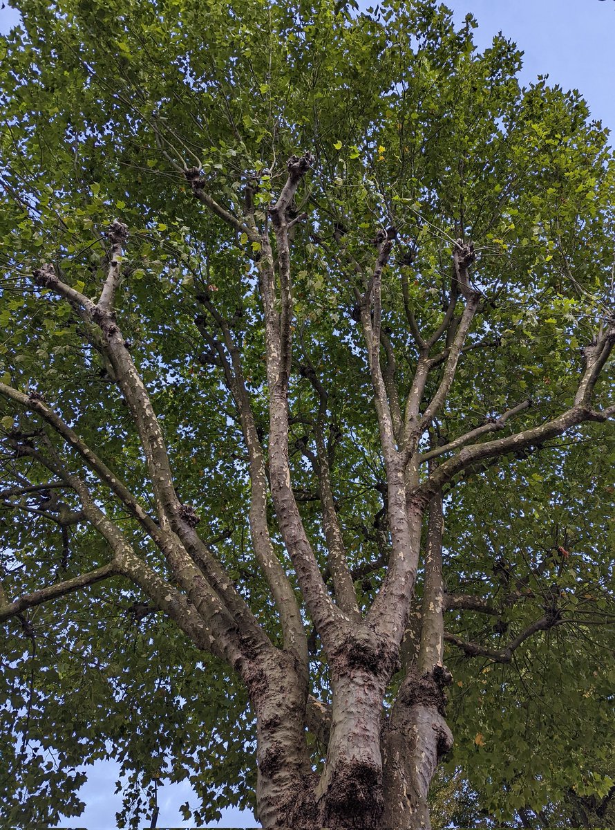 London Plane #Clapham #treeclub