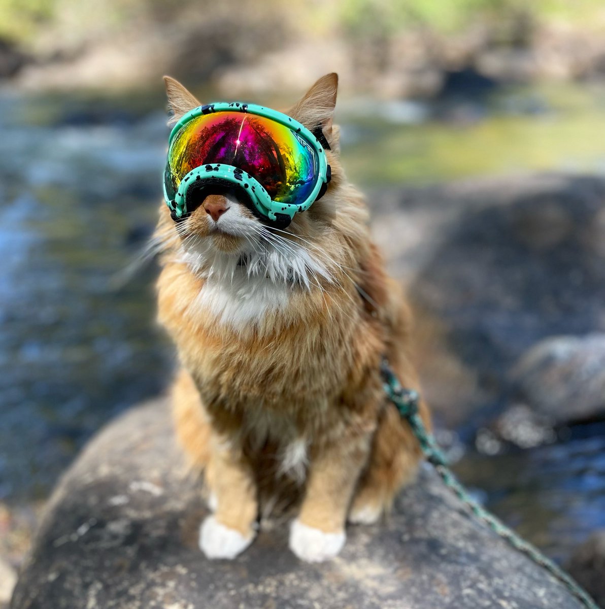 LiebchenTravels's tweet photo. Happy Caturday! 😻☀️ @PitViperShades @rexspecsk9 #CatsOfTwitter #caturday #cat #coloradocat #gogglecat #meow #catsofinstagram #catlife #catlove #ilovecats https://t.co/8eRRtEQrcp