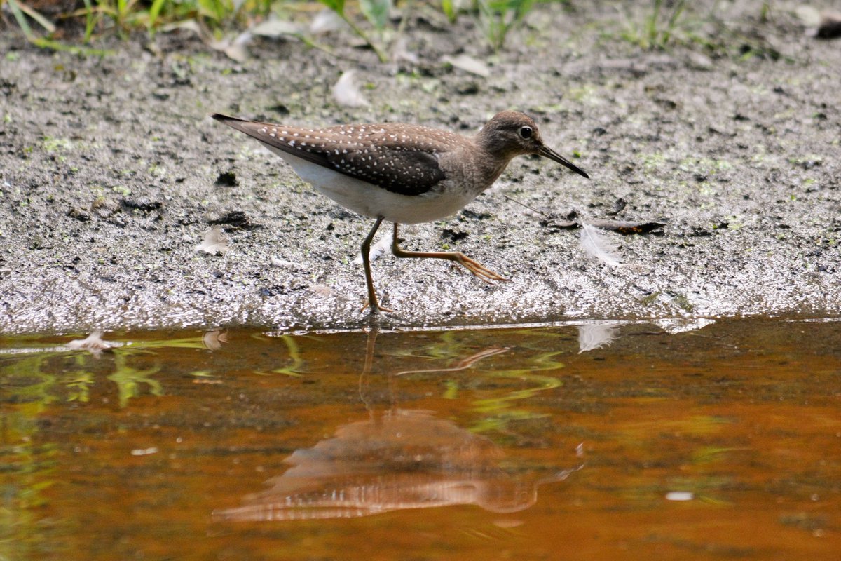 clarence_hoe's tweet photo. Other great finds at CP Pool and Loch today... Sandpiper, Scarlet Tanager, Hairy Woodpecker and Rose-breasted Grosbeak.

#birdcpp #birdphotography #birdwatching #birding #wildlifephotography https://t.co/uYzojUZwZT