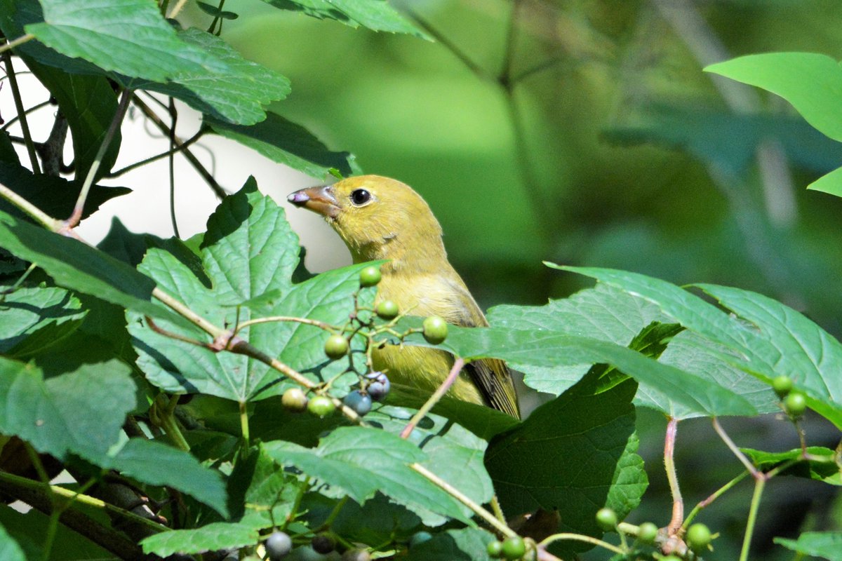 clarence_hoe's tweet photo. Other great finds at CP Pool and Loch today... Sandpiper, Scarlet Tanager, Hairy Woodpecker and Rose-breasted Grosbeak.

#birdcpp #birdphotography #birdwatching #birding #wildlifephotography https://t.co/uYzojUZwZT