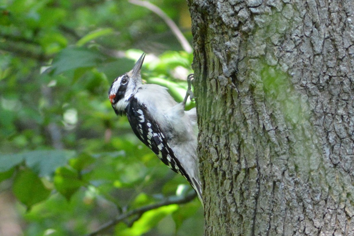 clarence_hoe's tweet photo. Other great finds at CP Pool and Loch today... Sandpiper, Scarlet Tanager, Hairy Woodpecker and Rose-breasted Grosbeak.

#birdcpp #birdphotography #birdwatching #birding #wildlifephotography https://t.co/uYzojUZwZT