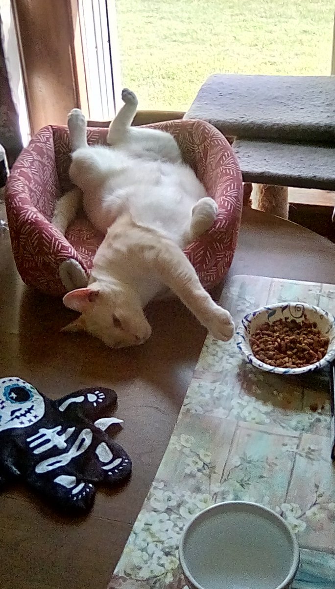 Iaracefan's tweet photo. This is how Dude relaxes on a Saturday afternoon. #catlife https://t.co/pB8LmhKnJd