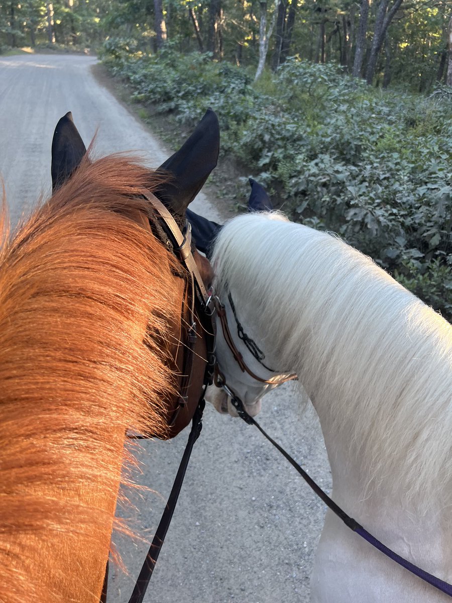 bythebeachRE's tweet photo. Yesterday afternoon was well spent, enjoyed a 2hr adventure trail riding in the Punkhorn. #intothewoods #trailride #Horses #equestrian #theridingrealtor #CapeCod #getoutside #grateful #nature #ExploreMore #HappyTrail #brewsterma #punkhorn #conservationland https://t.co/ygoFyQ6U2J