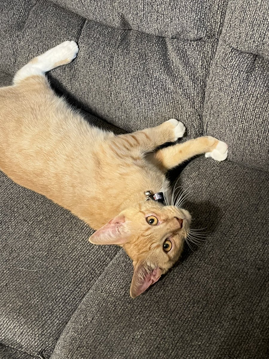 izzy_shirley's tweet photo. I got a cat and his name is Cider! 🥹 He’s such a sweetie! https://t.co/qy1at6rst4