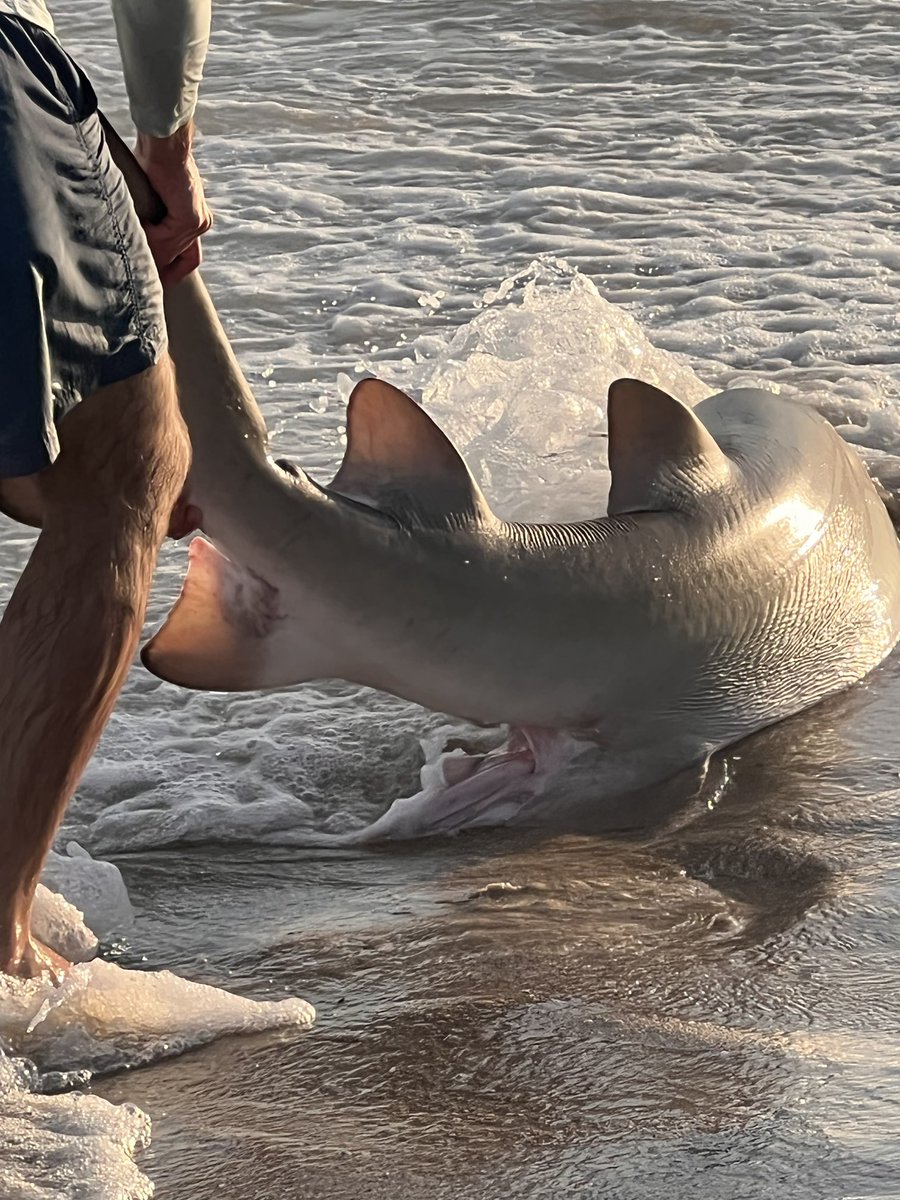 EconomyBen's tweet photo. Made a new friend on the beach. #FireIsland #FairHarbor 🦈 https://t.co/4JDXdXygHJ