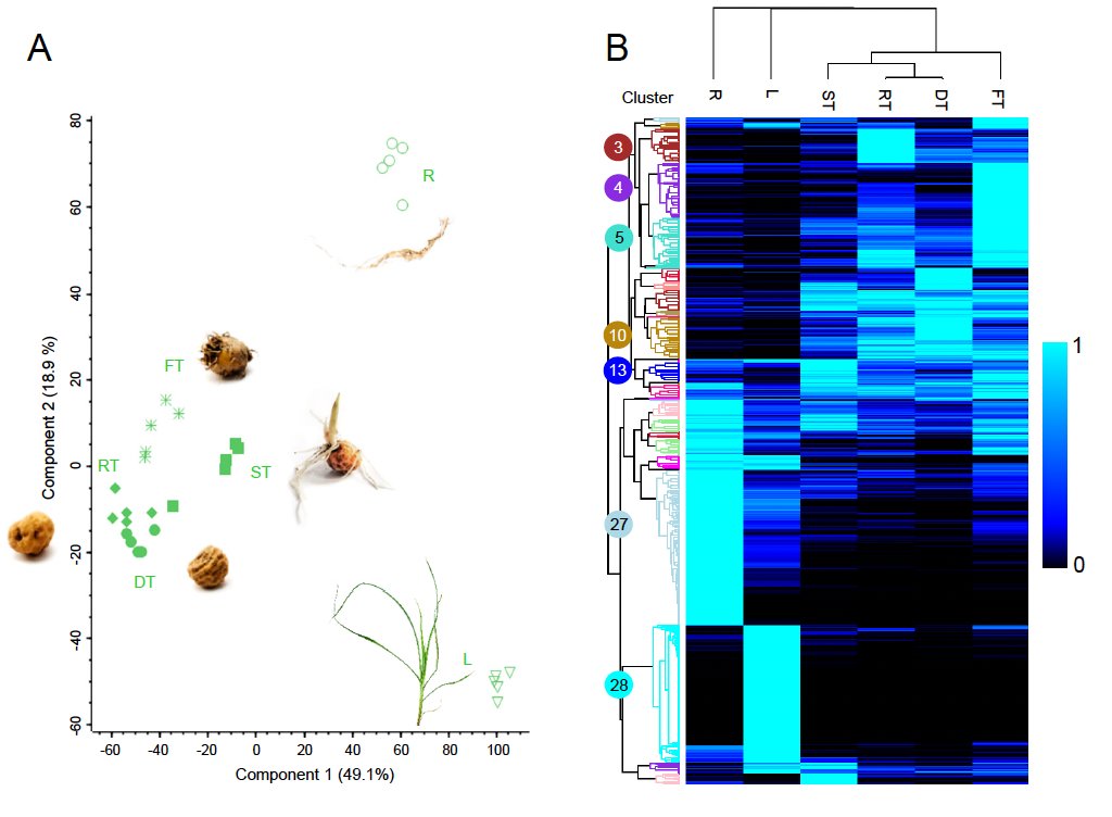 Jan_de_Vries's tweet photo. Very happy to have been part of this nice collaborative effort: A seed‐like #proteome in oil‐rich tubers. published @ThePlantJournal spearheaded @philippnie  Till @WWU_Muenster with @IFeussner @IkerIrisarri and more | #evolution #plantsci  https://t.co/5R6dYQ3Jef https://t.co/1P255cWJuA