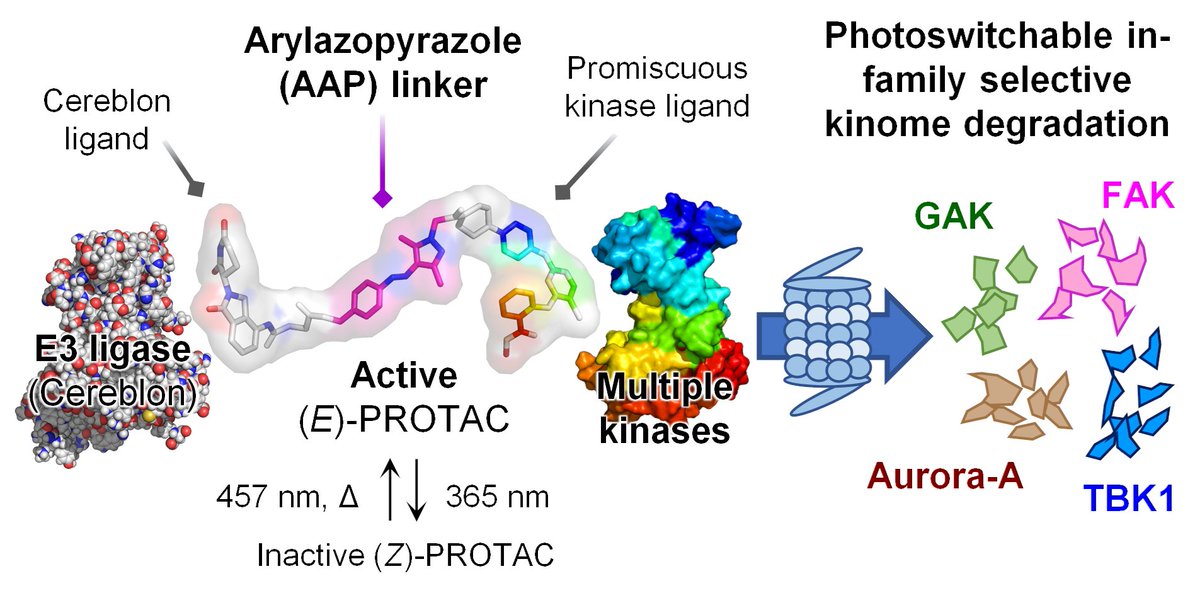 yommy742's tweet photo. &amp;&amp; The active E isomer degrades four kinases at once🤩 https://t.co/Ml9CefPEbz