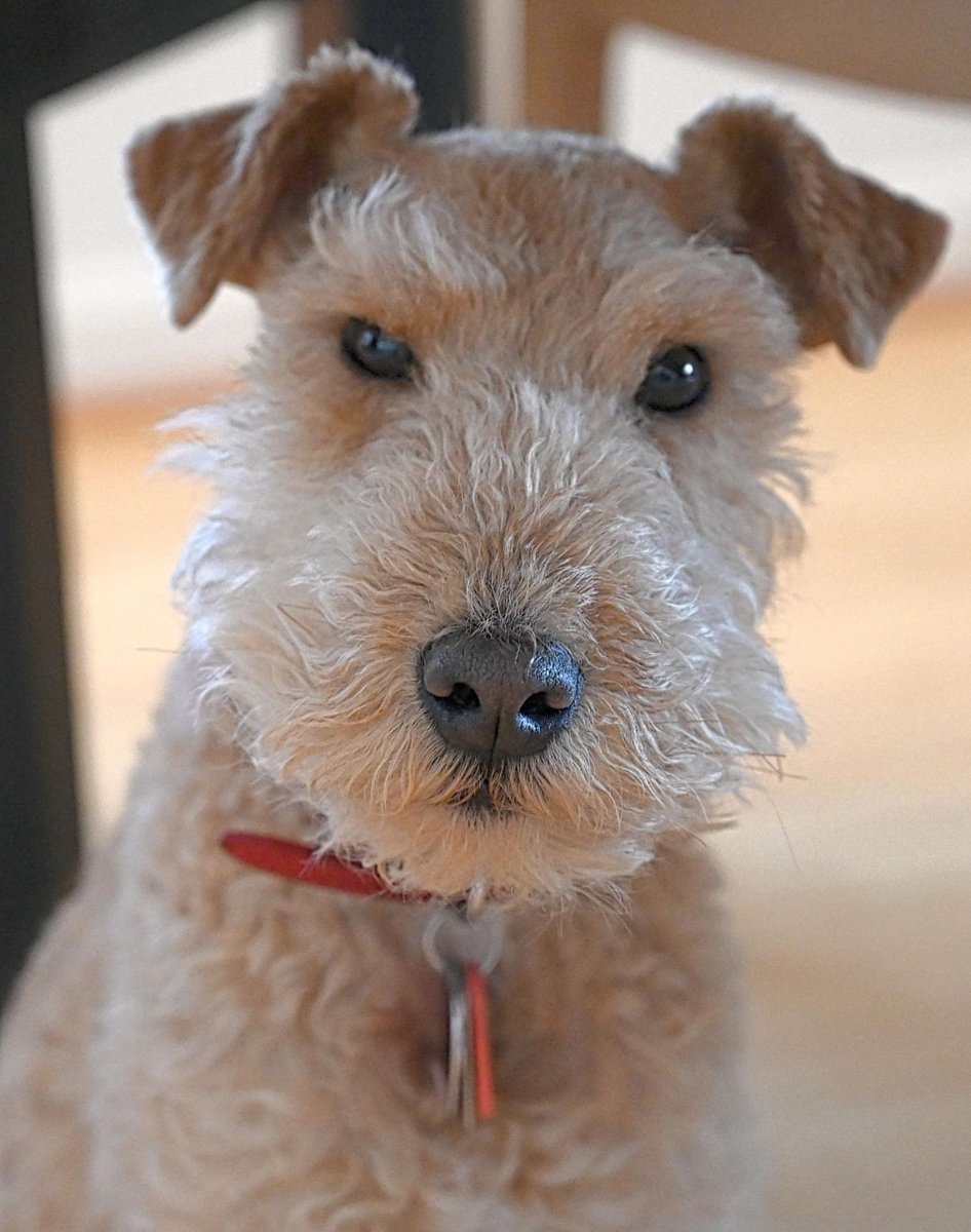 moxiefe's tweet photo. @tobymorton Percy, Lakeland Terrier. Feel better https://t.co/WHfGlqLhwq