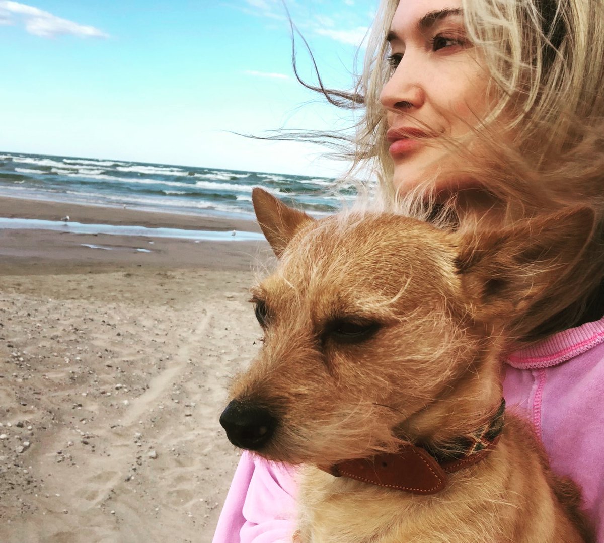 Early morning beach vibes. Gary loves the wind in his eyebrows. #dogsoftwitter #GaryBusey #SaubleBeach