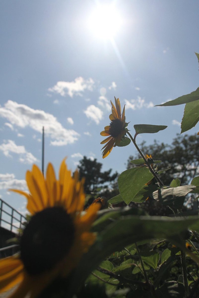 phenomene83's tweet photo. « Le tournesol ne perd pas de temps avec des ombres, pour s'épanouir il regarde vers le soleil. » #500pxrtg #ThePhotoHour #PhotoOfTheDay @500pxrtg @ThePhotoHour @EarthandClouds2 https://t.co/I5XJk1zF8m