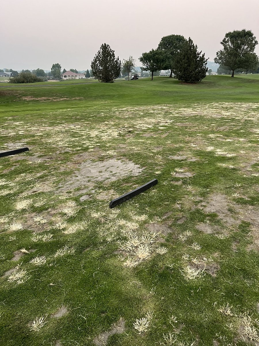 PresleyStan's tweet photo. Goose Grass gone!
#Pylex #basf https://t.co/lPRM2C8Q3F