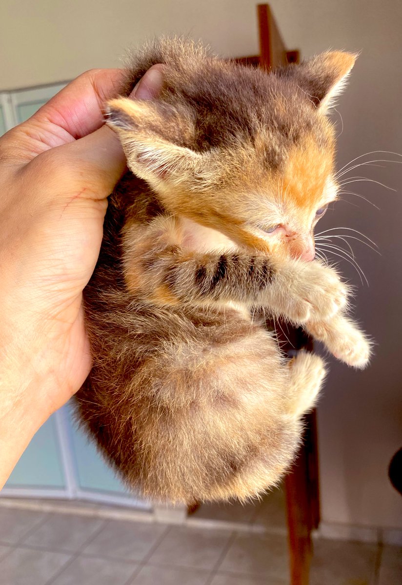 ✨🐣ChickTera.ETH🐥✨ tweet media
