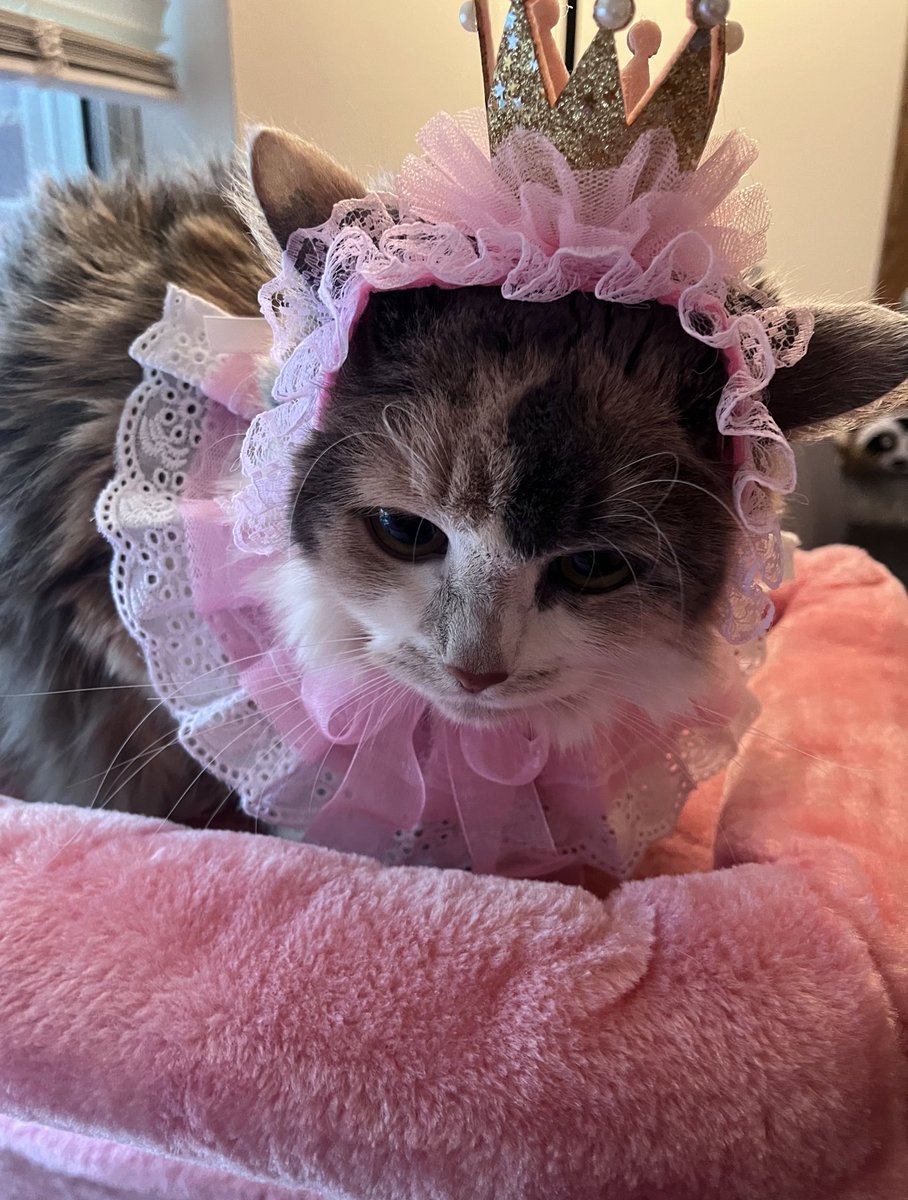 otorieiichi's tweet photo. happy 4th birthday to princess penelope 💗👑🎊 https://t.co/2EsyAxUffX