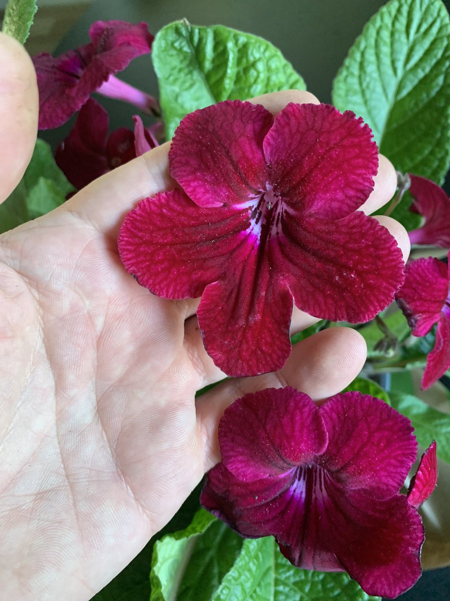 Streptocarpus love 🥰