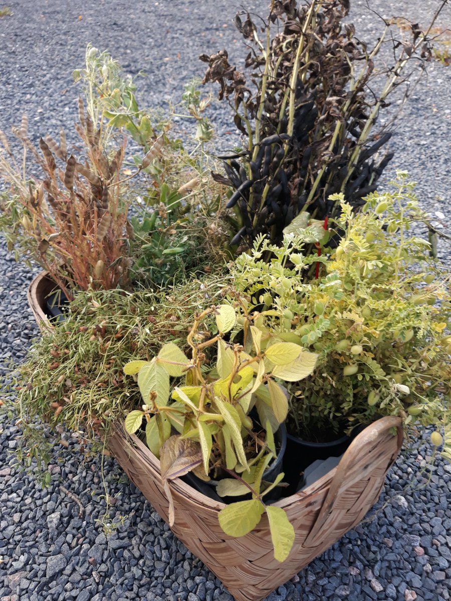 MarjoKeskitalo's tweet photo. Liedon sadonkorjuumarkkinoilla @Luonnonvarakeskus. Palkokasvit esillä. Mietin, milloin kaupallista tuotantoa ja myyntiä myös usimmista valkuaiskasveista, #soija #linssi #kikherne ja tuotetaanko niitä ensimmäisenä Liedossa? Nyt jo #makealupiini ja #kvinoa. https://t.co/DFSLghwZz0