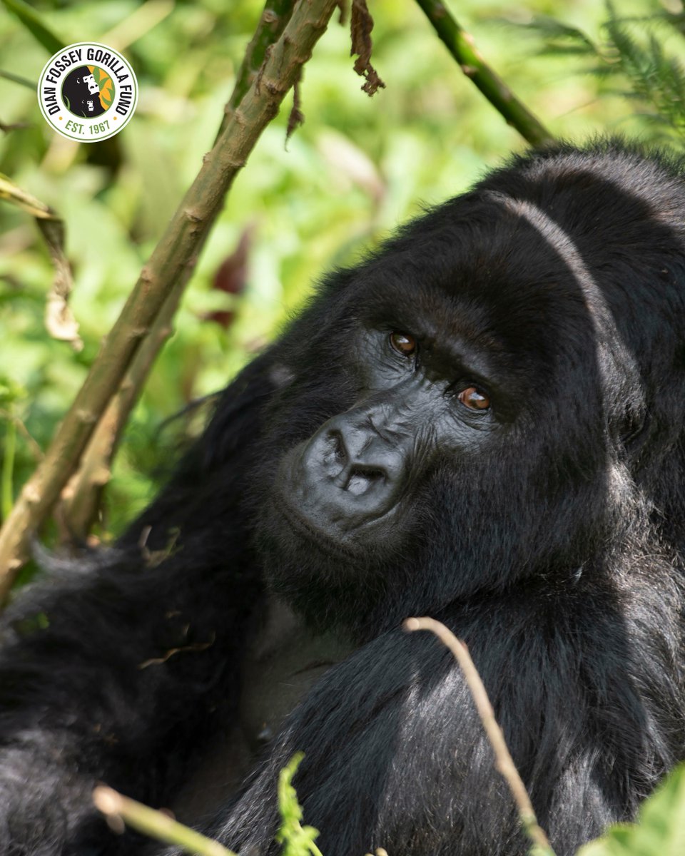 SavingGorillas's tweet photo. 😍WOW😍 How could you not stare into those eyes all day?? This is Twibuke, a 24-year-old dominant silverback of Ntambara’s group. #mountaingorillas #nature #conservation 

📸: Cedric Ujeneza https://t.co/wF97F4Ab9Y
