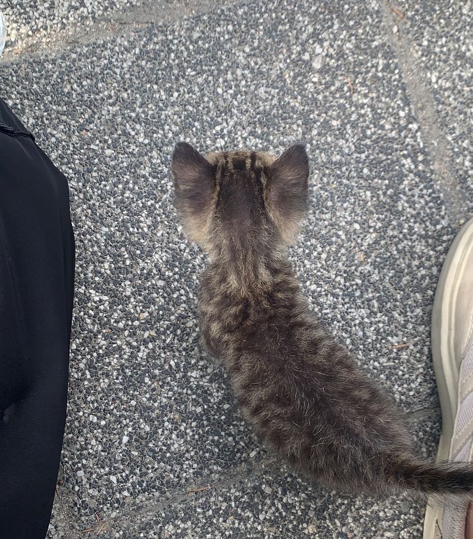 Geçici yuva - istanbul

Yavru ve iki gözü de iltihaplı kediye 1 ay bakabilecek yuva arıyorum. veteriner kontrolunde 1 hafta kaldıktan sonra 1 ay evde kalması gerek/ mama ve ilaçları üstleneceğim