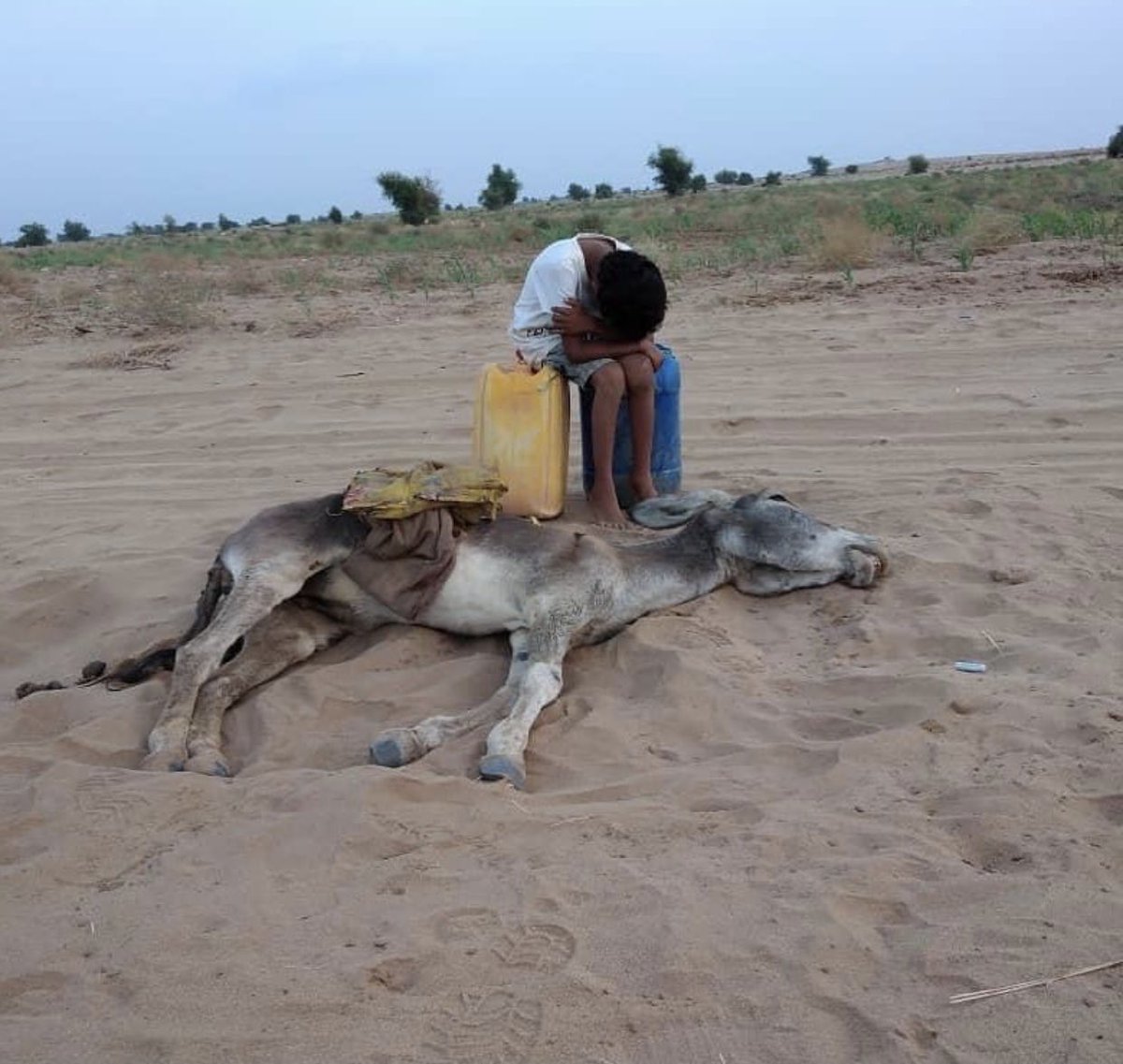 MemoriaHis's tweet photo. Un niño yemení llora por su burro que ha muerto por deshidratación cuando iba a un pozo a por agua.
Ésta guerra perpetrada por Arabia Saudí y sus socios imperialistas europeos, estadounidenses y británicos desde 2015. Asco de mundo. https://t.co/sJftJnpfZn