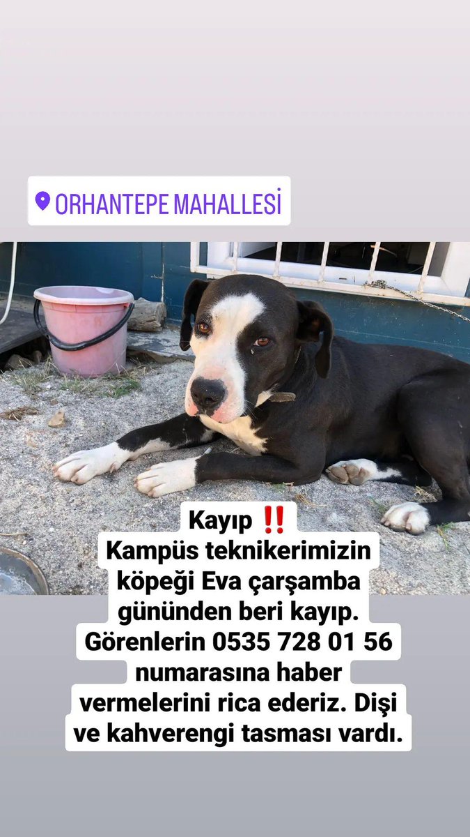muhakdragos's tweet photo. Evayı gören var mı? https://t.co/iuFUbbte1Z