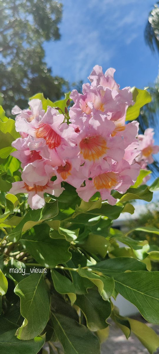 mady_views's tweet photo. Good afternoon ❤️🌺
.
.
.
#Flowers #pinkflowers #NaturePhotography #naturelovers #Nature_Is_Great  #flowerphotography https://t.co/1Q6izBnWUe