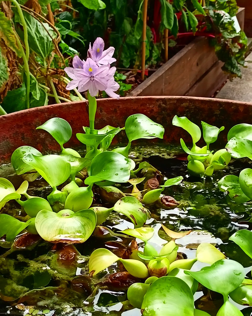 MrFox_86's tweet photo. Super-carino! Super-design! (Plant Edition) 🌸🌿🌱🪴
#supercarino #superdesign #ortobotanico #Murabilia #plants @ Orto botanico comunale di Lucca https://t.co/nfZ2AQZfQI… https://t.co/C83Q6NOqah