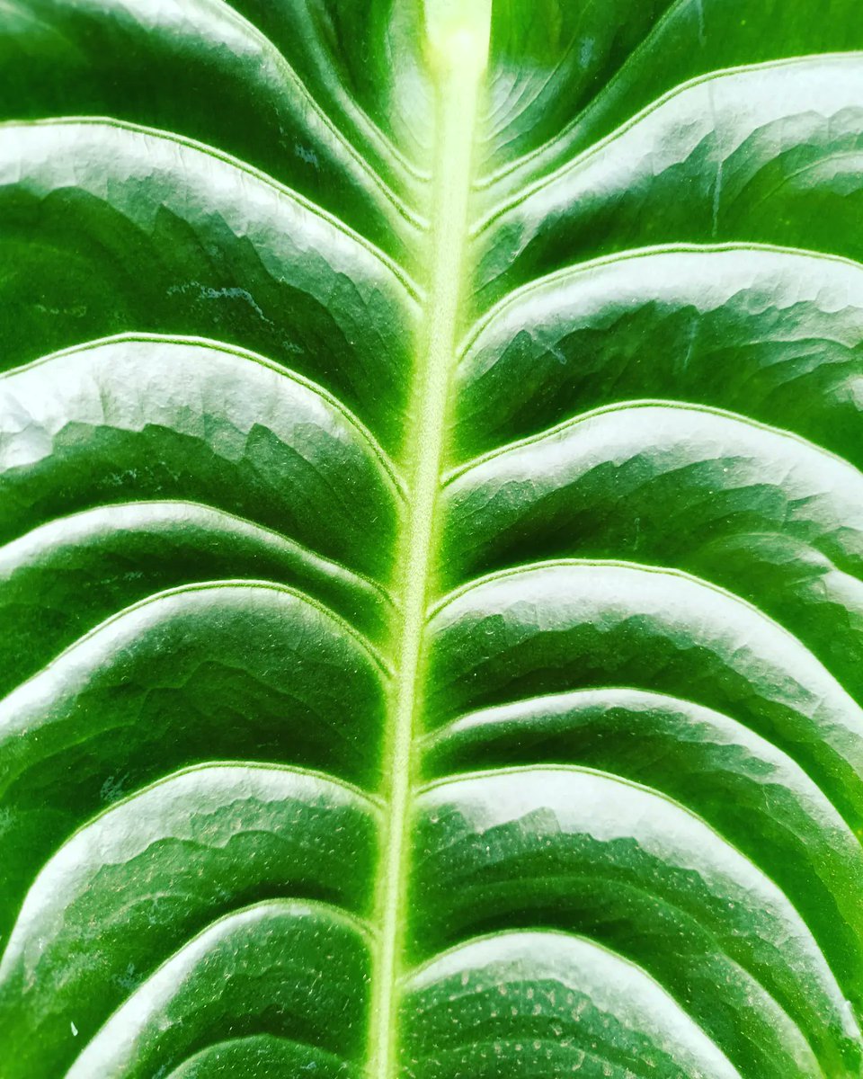 MrFox_86's tweet photo. Super-carino! Super-design! (Plant Edition) 🌸🌿🌱🪴
#supercarino #superdesign #ortobotanico #Murabilia #plants @ Orto botanico comunale di Lucca https://t.co/nfZ2AQZfQI… https://t.co/C83Q6NOqah