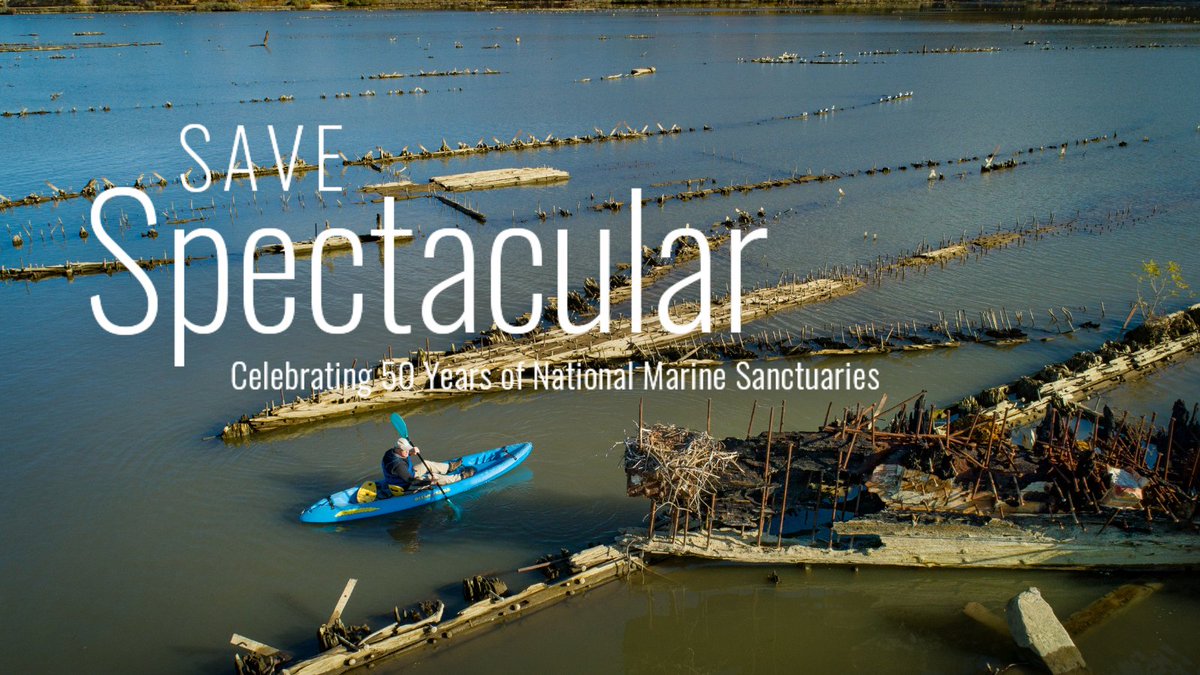 marinesanctuary's tweet photo. #OnThisDay in 2019, Mallows Bay-Potomac River National Marine Sanctuary was designated! #GetIntoYourSanctuary and explore #MallowsBay via kayak and see sights like the "Ghost Fleet" of submerged wooden steamships. Learn more for #SaveSpectacular Saturday: https://t.co/2Lzck27owM https://t.co/p2rhFBx64U