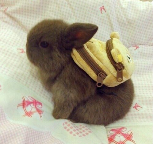 Bunnies (@rabbiteveryhour) on Twitter photo 
