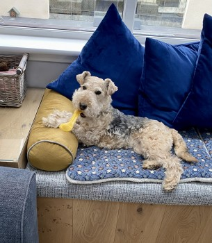 millypod1's tweet photo. π1 SEPT 2022 #Lost SOFIE #ScanMe
Grizzle Lakeland Terrier Female
WHAT3WORDS: sudden.seaside.peroxide
She was seen on the Birkhall Estate, up the hill, by the falls of Muick #Birkhall #Ballater #Aberdeenshire #Scotland #AB35
βοΈ07950983005/ 07812502255
https://t.co/JRm9DOK7VT https://t.co/7efOra5w2c