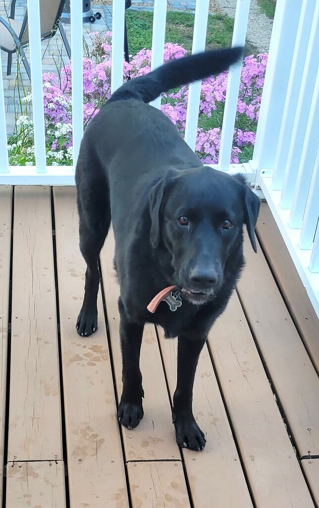 Is This Your Dog? - Labrador Retriever - Male - St. Paul

Date Found: 2022-09-03    
Breed of Dog: Labrador Retriever  
Gender: Male  
Closest Intersection: Cedar St &amp; E Kellogg Blvd, Core, St Paul, Ramsey County, MN.
Zip Code: 55101  
Color: Black   
Do… facebook.com/pages/p/337436…