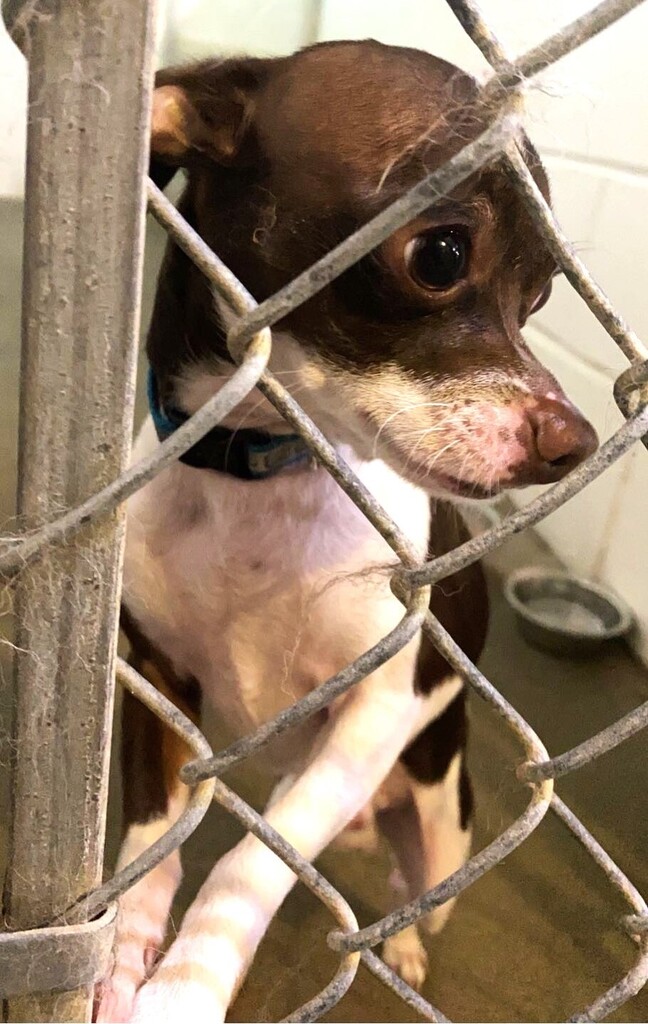 Is This Your Dog? - Chihuahua - Male - Northfield

Date Found: 2022-09-03    
Breed of Dog: Chihuahua  
Gender: Male  
Closest Intersection: Linden and 1st St., Northfield, MN   
Zip Code: 55024  
Color: Black/Brown/White   
Dog's Height / Weight: Short:… facebook.com/pages/p/337436…