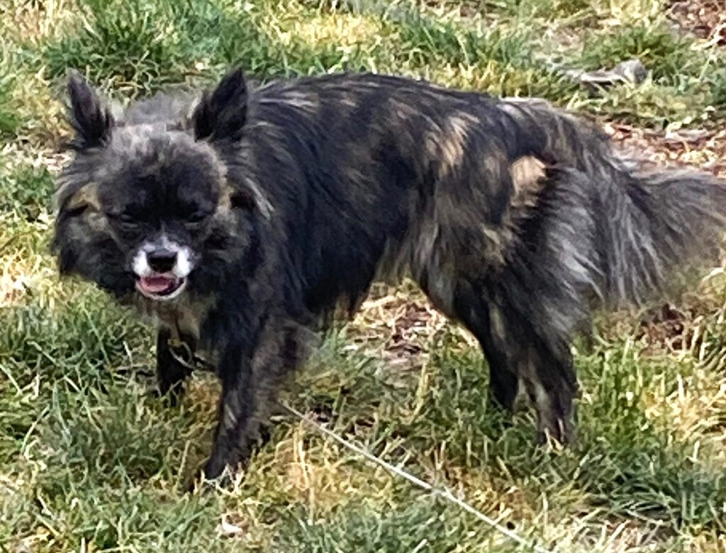 Lost Dog - Pomeranian - Female - Minneapolis
Date Lost: 2022-09-03
Dog's Name: Sage
Breed of Dog: Pomeranian
Gender: Female
Closest Intersection: Xerxes Ave S, Chowen Park, Minneapolis, Hennepin County, MN
Zip Code: 55410
Color: Black/Brindle
Dog's Age: … facebook.com/pages/p/337436…