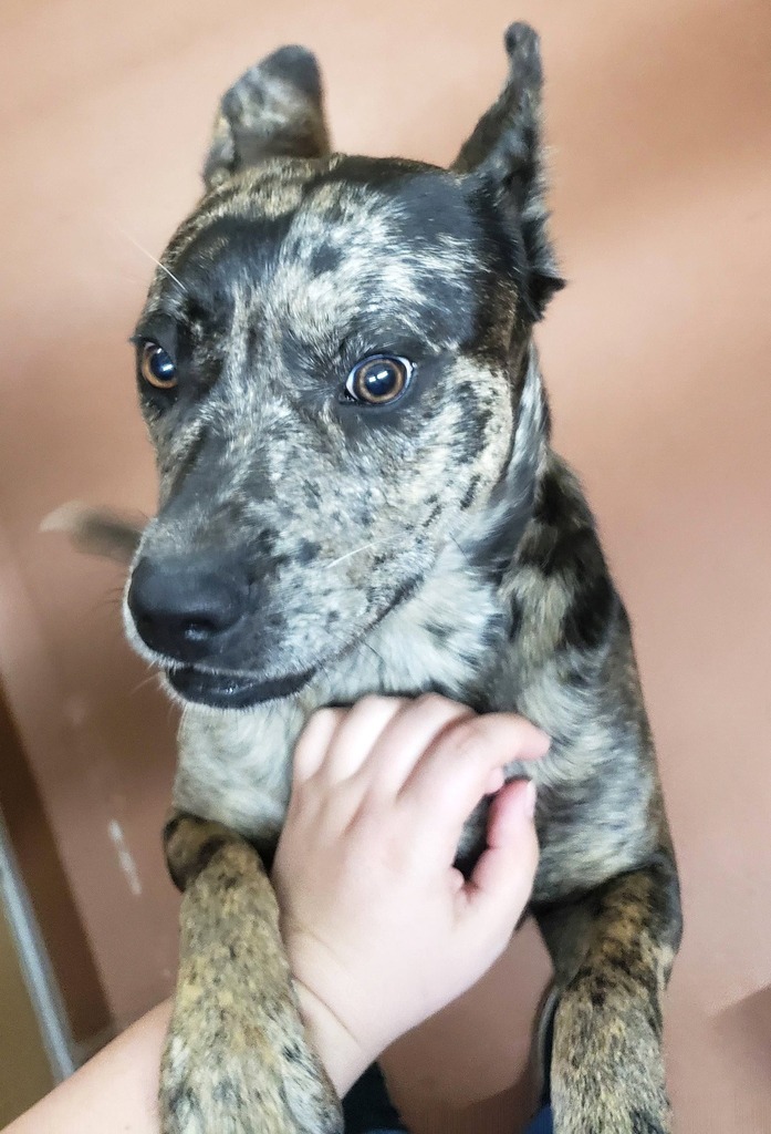 Is This Your Dog? - Catahoula Leopard Dog/Mix - Female - Mendota

Date Found: 2022-09-03    
Breed of Dog: Catahoula Leopard Dog/Mix  
Gender: Female  
Closest Intersection: MN-62 going towards US Highway 52, Mendota, MN
Zip Code: 55150  
Color: Black/Br… facebook.com/pages/p/337436…