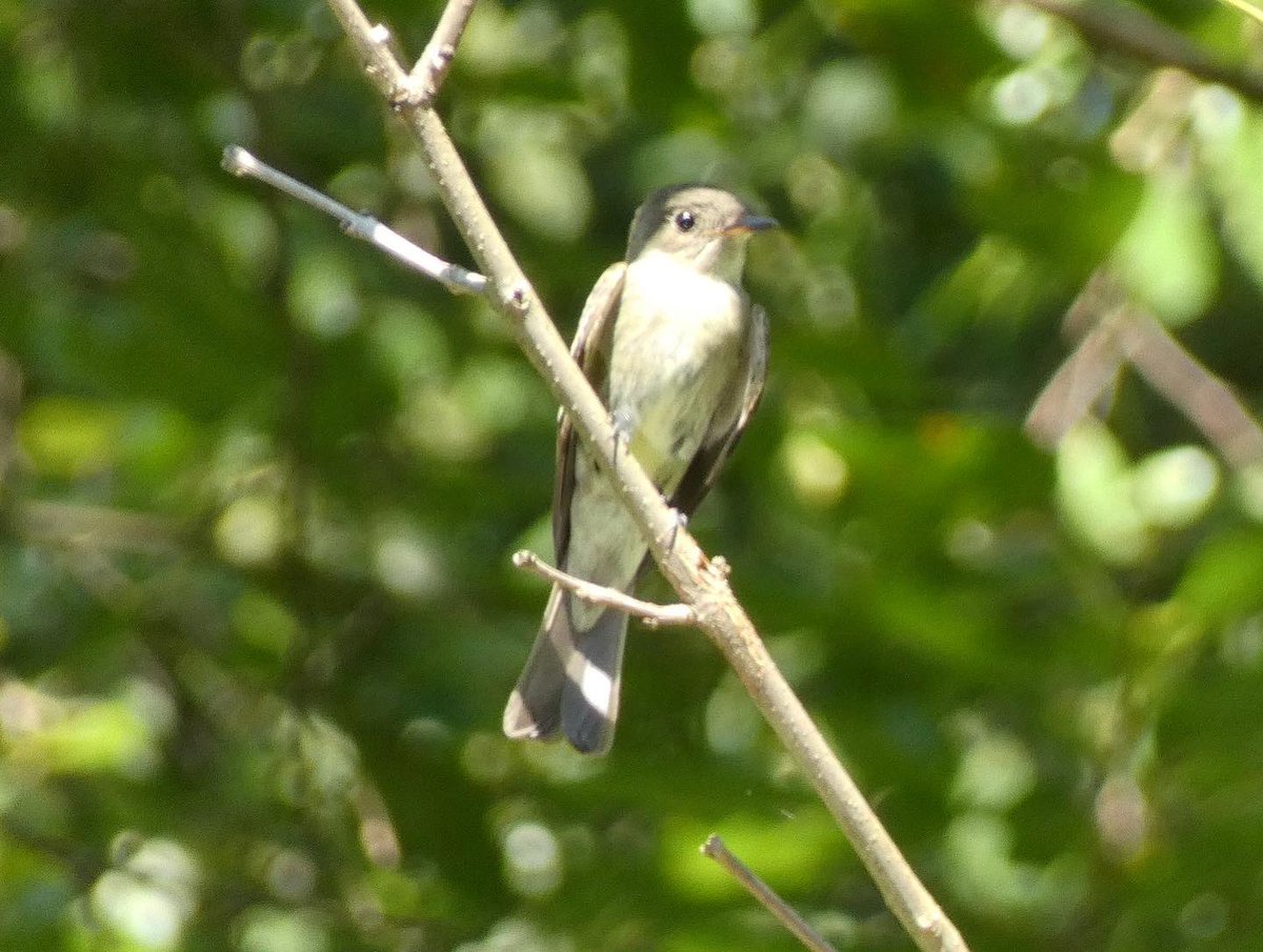 swirlz_1's tweet photo. Eastern wood peewee, black-billed cuckoo, hairy woodpecker, Ruby-throated hummingbird #birdphotography #birdingwhileBlack #nycphotographer https://t.co/V07h45ehwA
