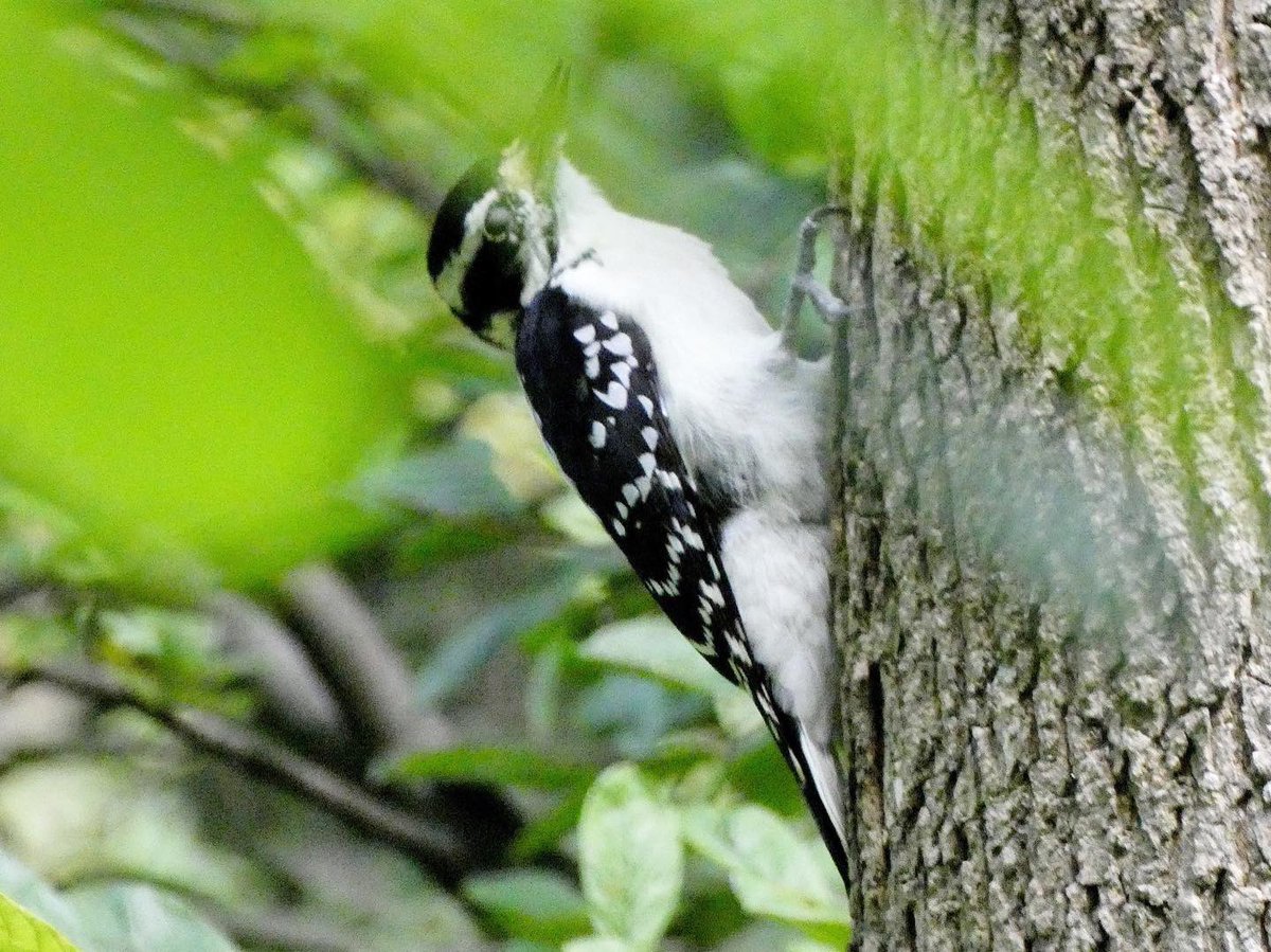 swirlz_1's tweet photo. Eastern wood peewee, black-billed cuckoo, hairy woodpecker, Ruby-throated hummingbird #birdphotography #birdingwhileBlack #nycphotographer https://t.co/V07h45ehwA