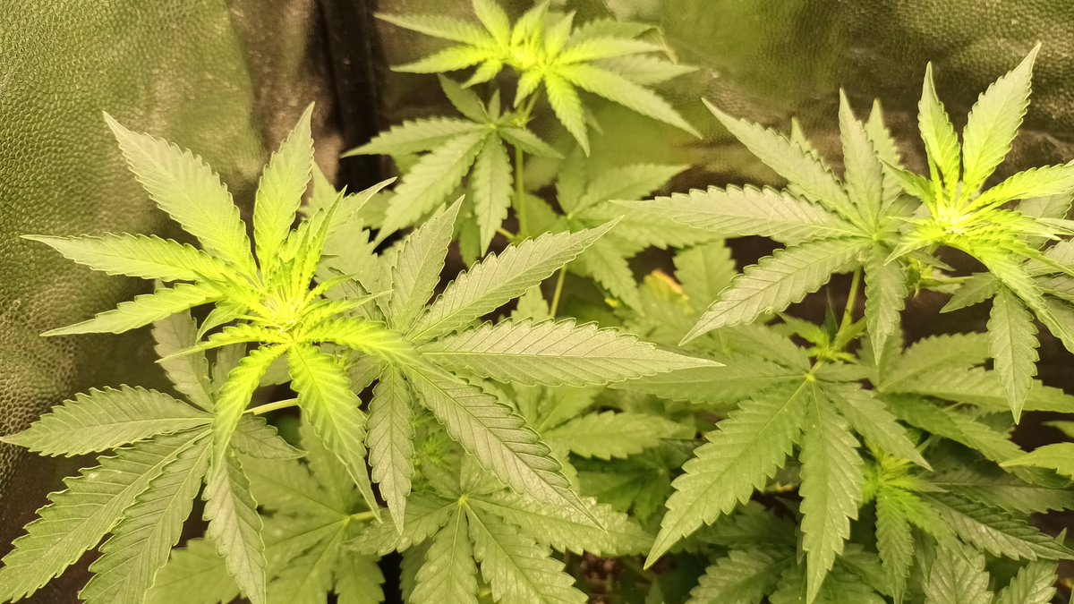 Sin_Pension's tweet photo. Hoy os kiero presentar mi #KultivoDePobre
Kon un #TS1000
Tent 60 x 60 50€
Extractor en linea 10 pavos
4 #PurpleKush kon #Apikal #cropping y un sekreto.... https://t.co/aiPDltr9gl