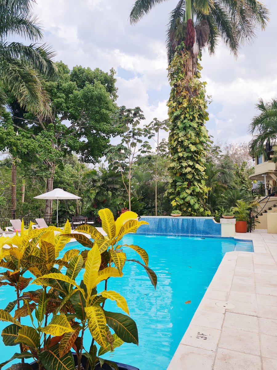 sanignaciobz's tweet photo. Poolside Paradise π Who needs a pool day like this?
#sanignacioresort #sunnydays #belize #boutiqueresort #relax #jungleview #theonlyjungleintown #paradise #views #wheninbelize #instagood #belizeit #caribbeanlife #tropics #centralamericatravel https://t.co/jeHJd9ssRy