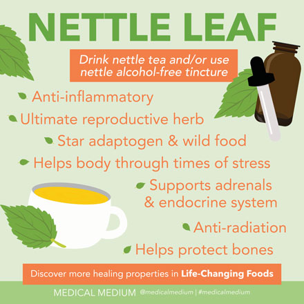 144Health's tweet photo. 5+ Benefits of #NettleLeaf

> Anti-inflammatory
> Ultimate reproductive #herb
> Star adaptogen &amp; wild food
> Helps body through times of #stress
> Supports #adrenals &amp; endocrine system
> Helps protects #bones https://t.co/wHF8eJy6kf