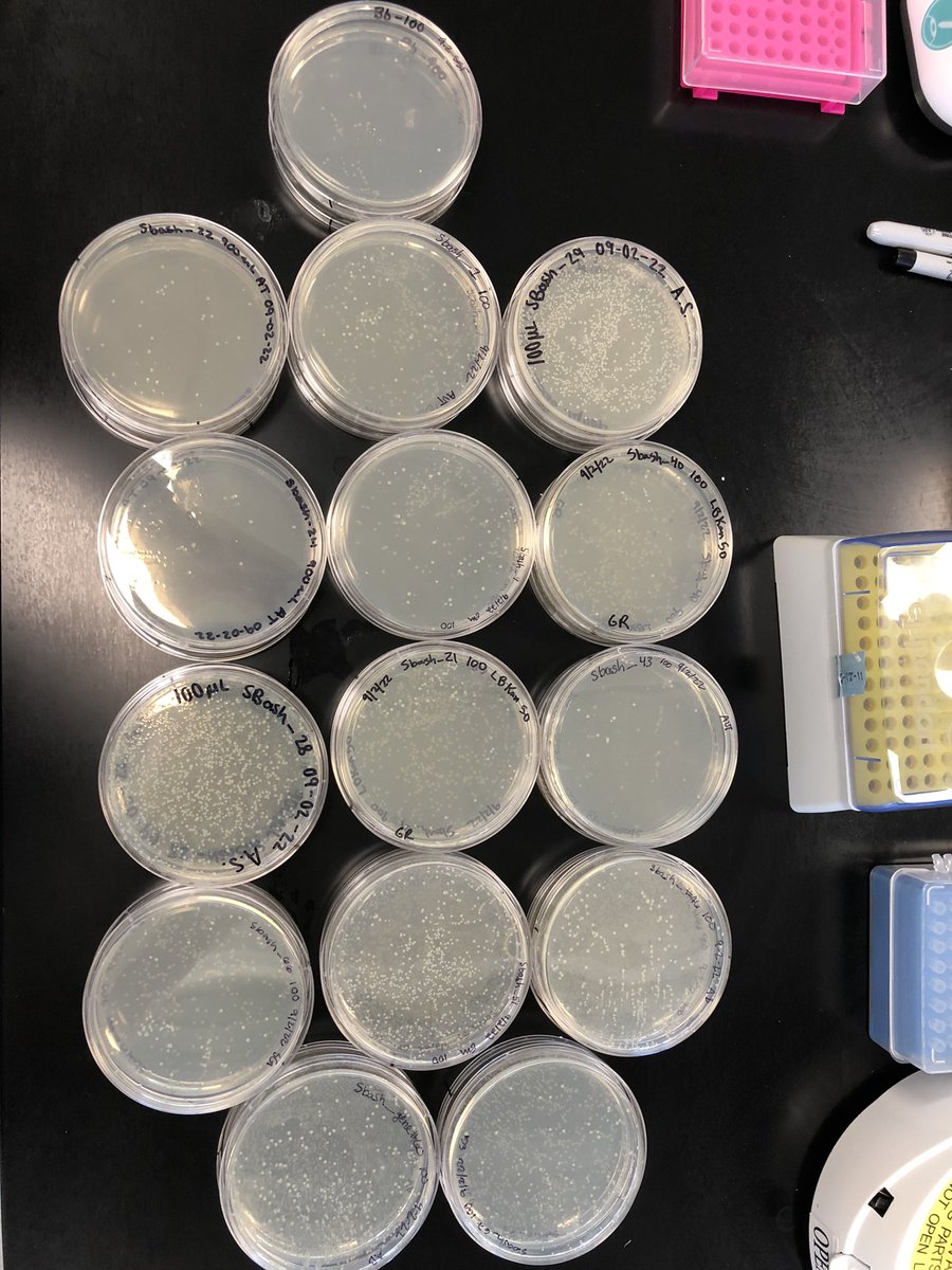 BiologyNwc's tweet photo. Many successes! #SEAGenes @nwciowa #RaiderResearch https://t.co/icFv7vamsF