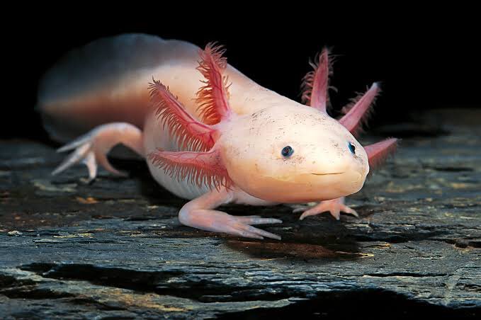 SeqComplete's tweet photo. #bioinformatics #bioit @endykelv: 'Do you know?
The Axolotl has the largest genome ever sequenced. The Mexican amphibian has 32billion base pairs, which makes it 10times the size of the human genome. #Nextgenerationseq… https://t.co/8c5WrPtZvN, see more https://t.co/idQv4o4iTz