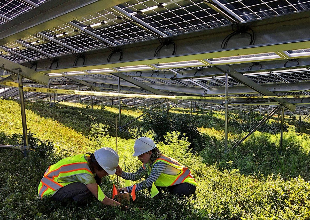 In ME ‘blueberry plants shaded by the panels won’t produce much fruit…MA cranberries better results, panels higher off ground/spaced more widely apart…AZ, doubling yield of tomatoes w/30% less water, tripling yield beans/peppers using half as much water’
energynews.us/2022/09/01/mai…