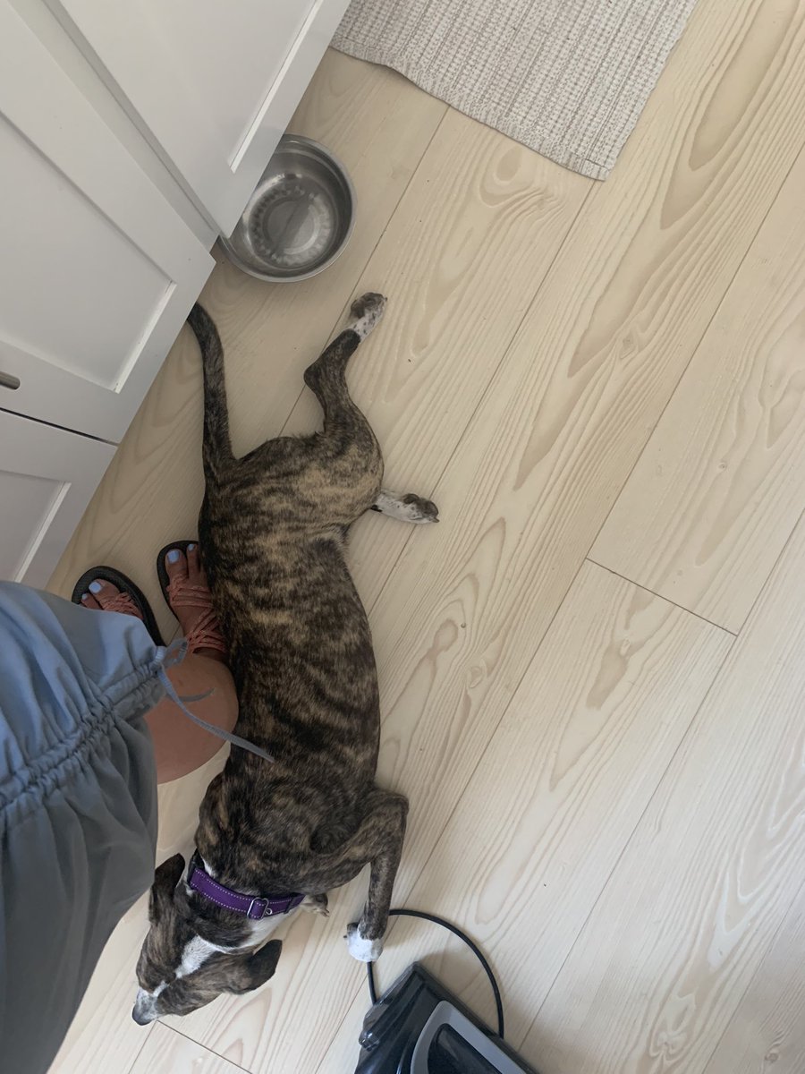 Foster dog or growth? #adoptdontshop #fosterdog #pittie