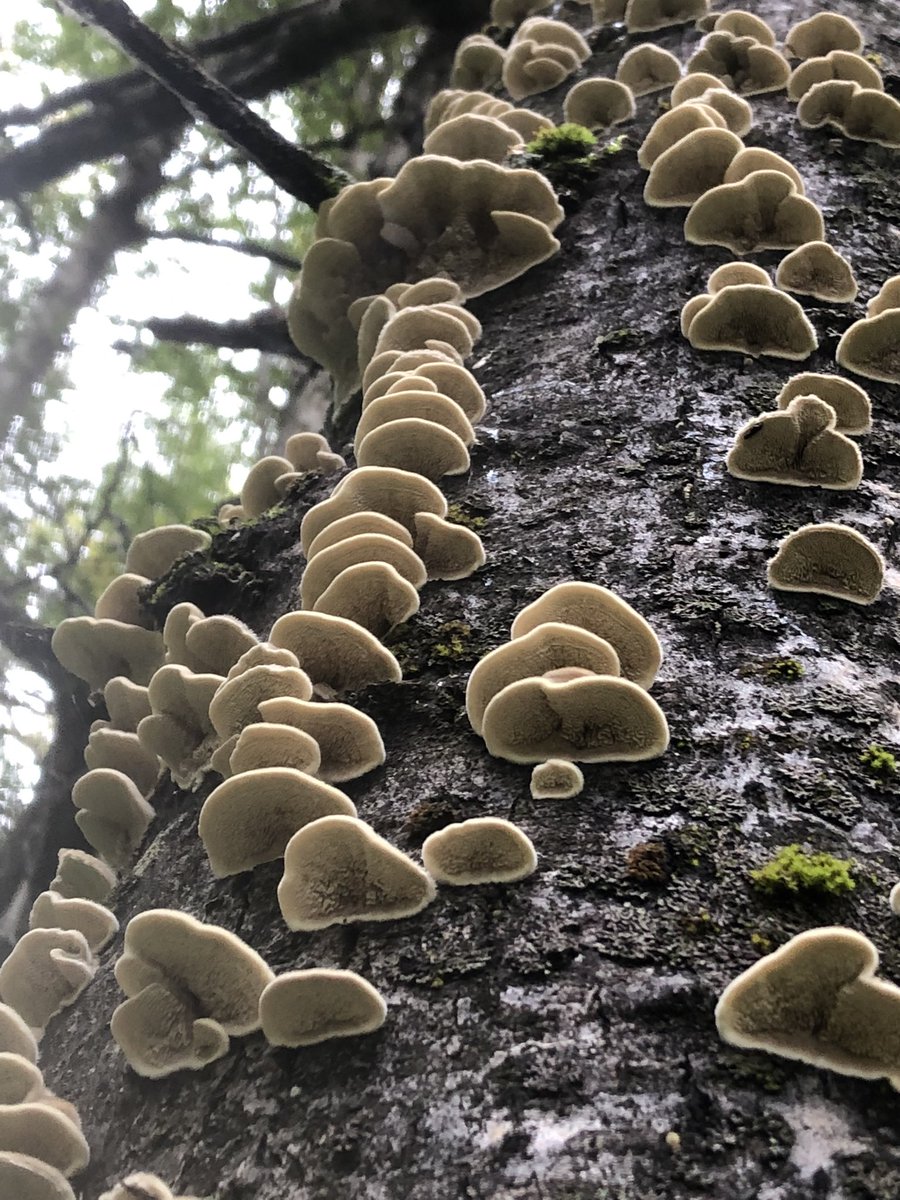 rdevelice's tweet photo. Two forest fungi above Little Campbell Lake, Kincaid Park, Alaska. September 3, 2022.
(left) Cerrena unicolor? on cottonwood
(right) Pleurocybella porrigens? on birch
#treefungi https://t.co/7CD1376wrI