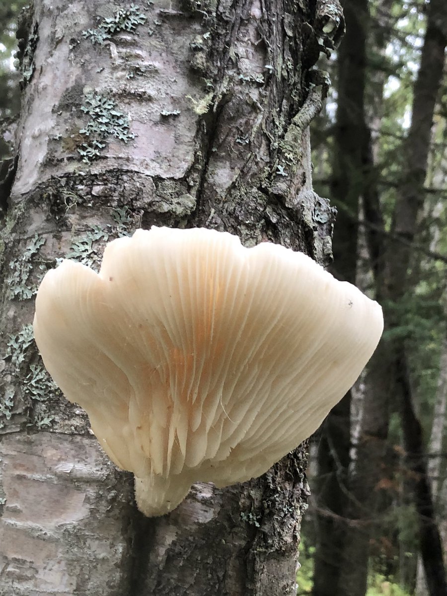 rdevelice's tweet photo. Two forest fungi above Little Campbell Lake, Kincaid Park, Alaska. September 3, 2022.
(left) Cerrena unicolor? on cottonwood
(right) Pleurocybella porrigens? on birch
#treefungi https://t.co/7CD1376wrI