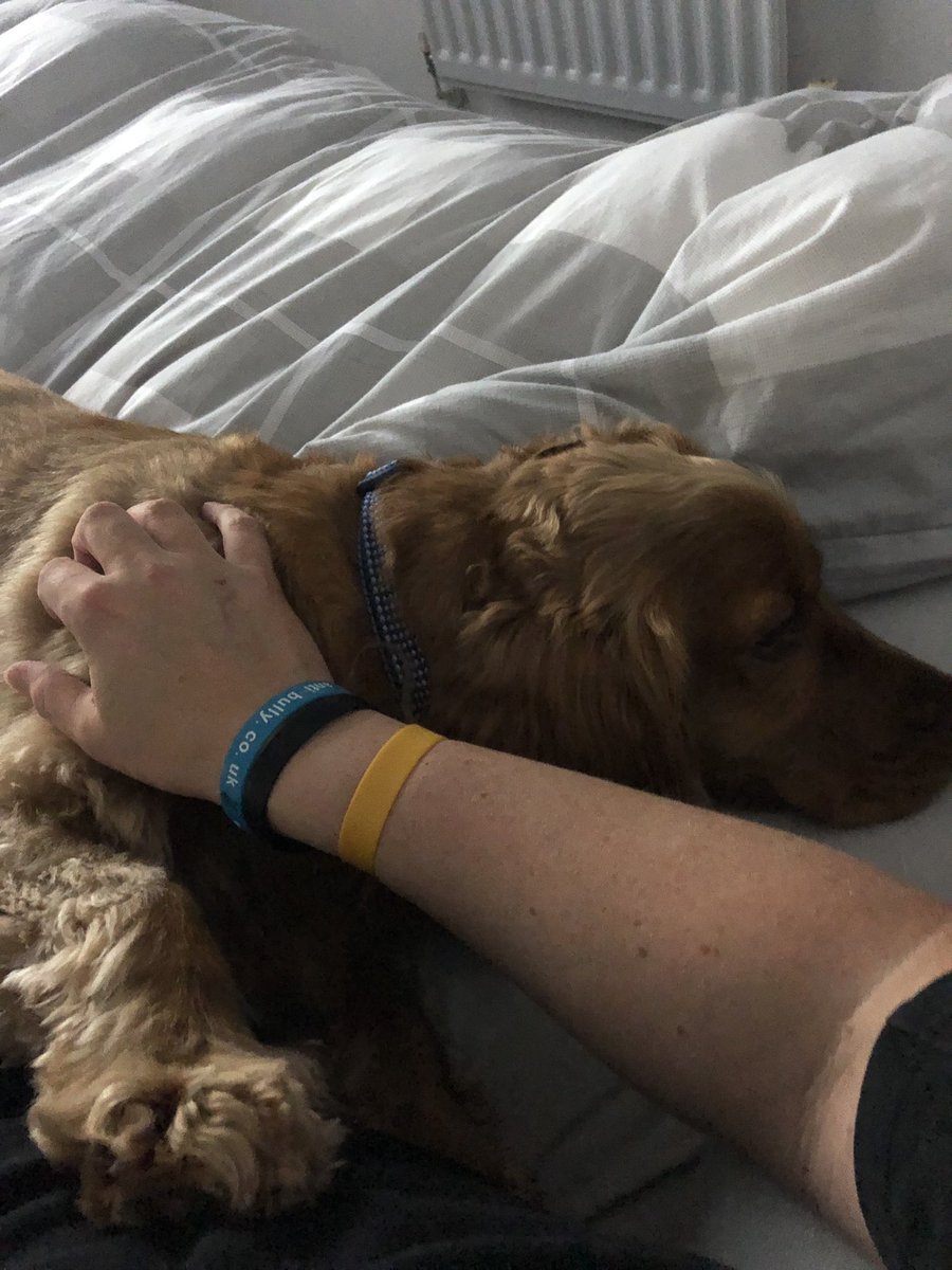 glosbrummie's tweet photo. I never share my bed with anyone! However this one has other ideas 🥰🥰🥰
#bedsharing #hogtheduvet #onlymalewhogetstosharemybed #snoring https://t.co/aJ4qCWVG4H