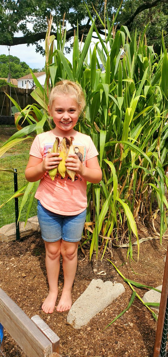HeatherBecker83's tweet photo. Well, the corn has been harvested and we have planted some of our fall crops. Looking forward to watching the broccoli, brussel sprouts, and cabbage grow! #garden #fallgarden #fallcrop #growyourown https://t.co/MDSkqxttO3